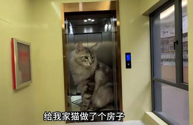 猫咪都买房了？2269万人围观猫咪版商品房家电、家具样样都不缺！网友：千万别让我家猫看到！(图1)